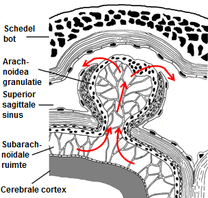 Arachnoidea granulaties door het passeren van de cerebrospinale vloeistof aan bloed in de aderen