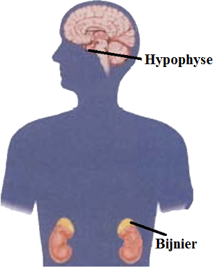 Hypofyse en bijnier 