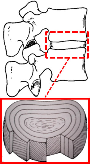 Anatomie der Bandscheibe