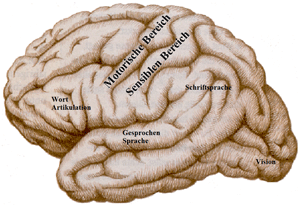 Eloquenten Gehirnbereichen