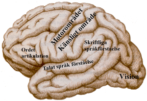 Eloquente hersengebieden